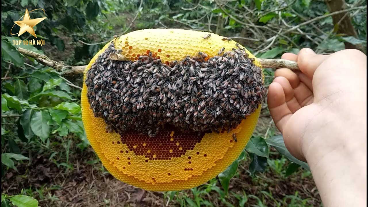 mật ong nguyên chất